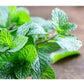 Scenic Ceramics Handcrafted Tea Cup Aromatherapy Candles